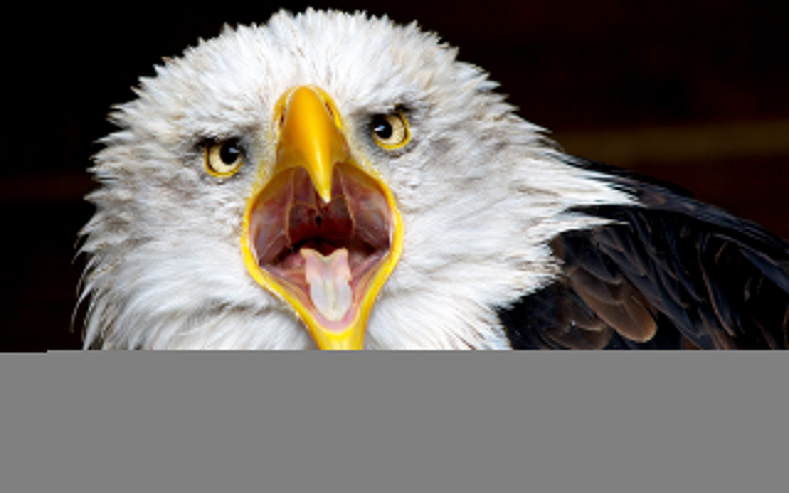 Американский орел обои, картинки, фото