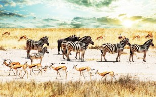 Антилопы, зебры, небо, африка, Савана, буйволы обои