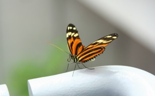 Бабочка, макро, крылья обои