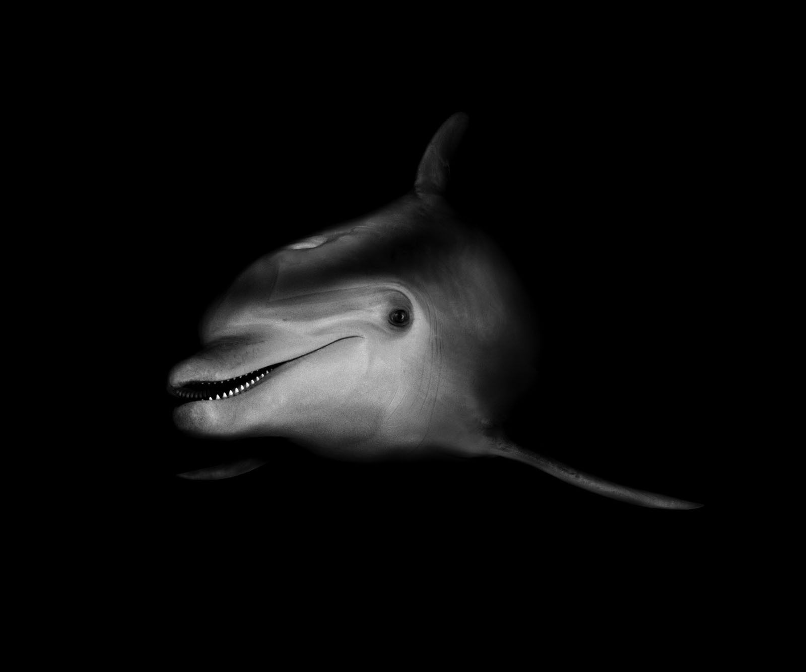 Черно-белый, дельфин обои, картинки, фото