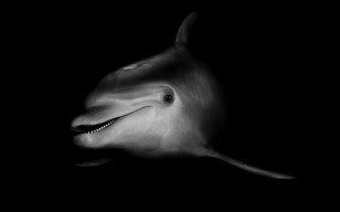 Черно-белый, дельфин обои