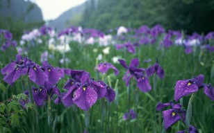 Цветы, ирисы, фиолетовые, капли, дождь, зелень, сад, япония