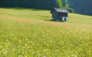 Дом, цветы, полевые, зелень, трава