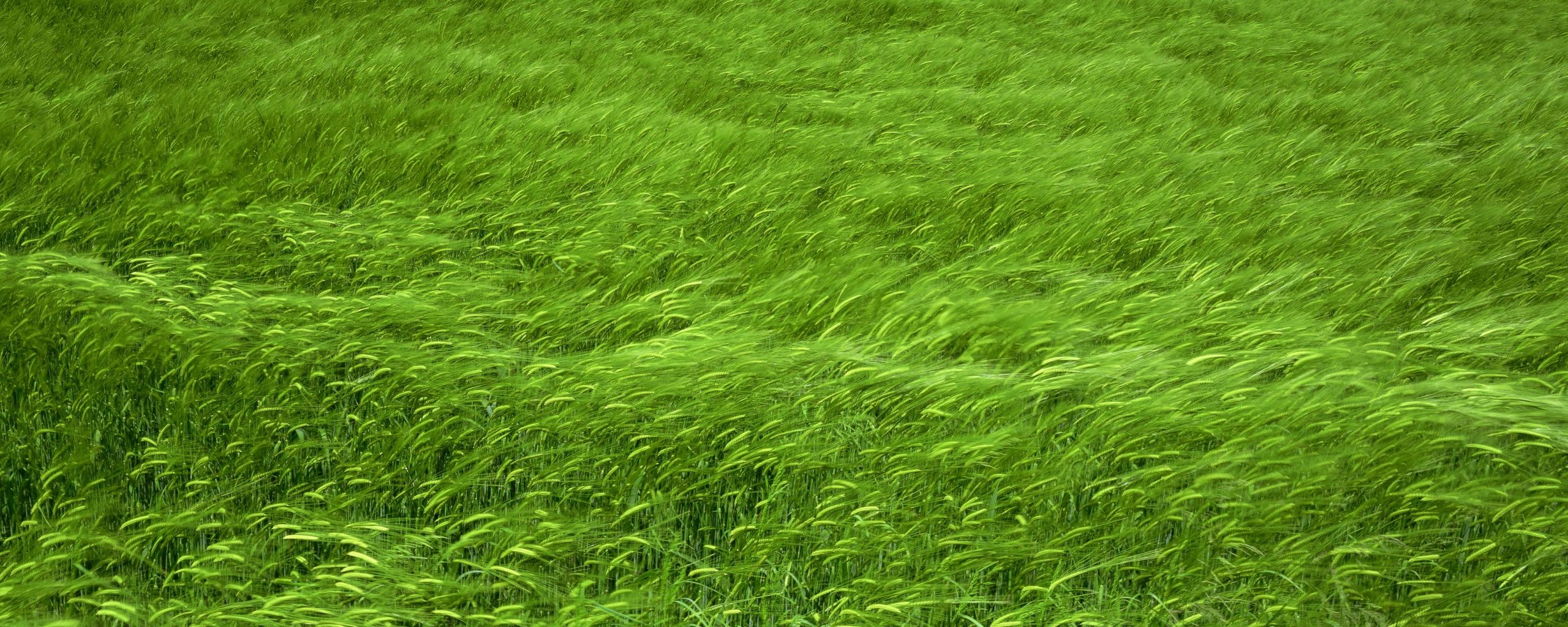 Колышущаяся трава обои, картинки, фото
