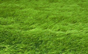 Колышущаяся трава