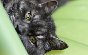 Кот, черный, глаза
