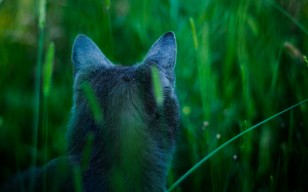 Кот, трава, уши, вид сзади обои