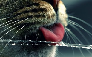 Кот, язык, вода, жажда обои