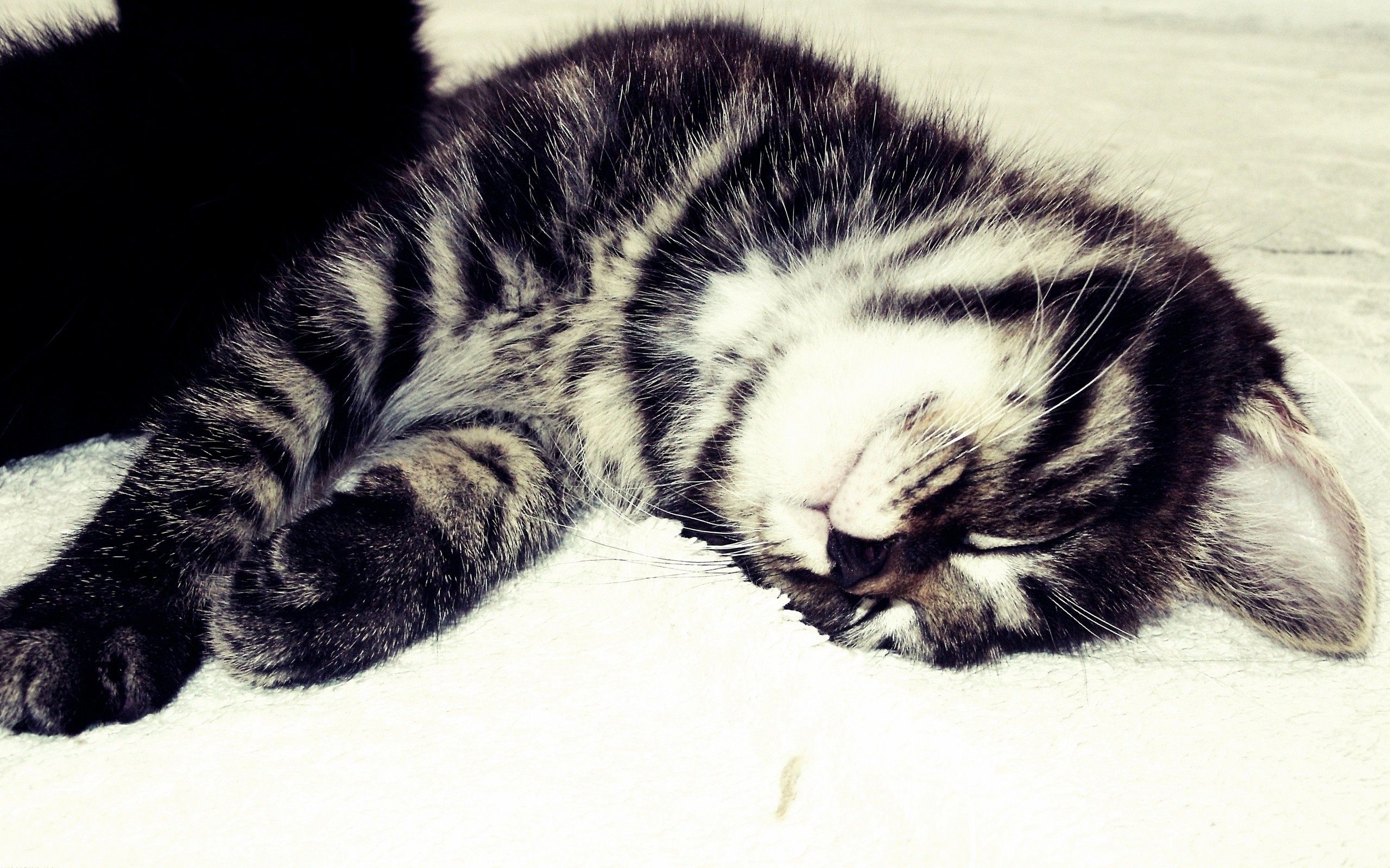 Котенок, кот, сон, спать, чб обои, картинки, фото