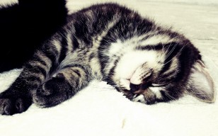 Котенок, кот, сон, спать, чб