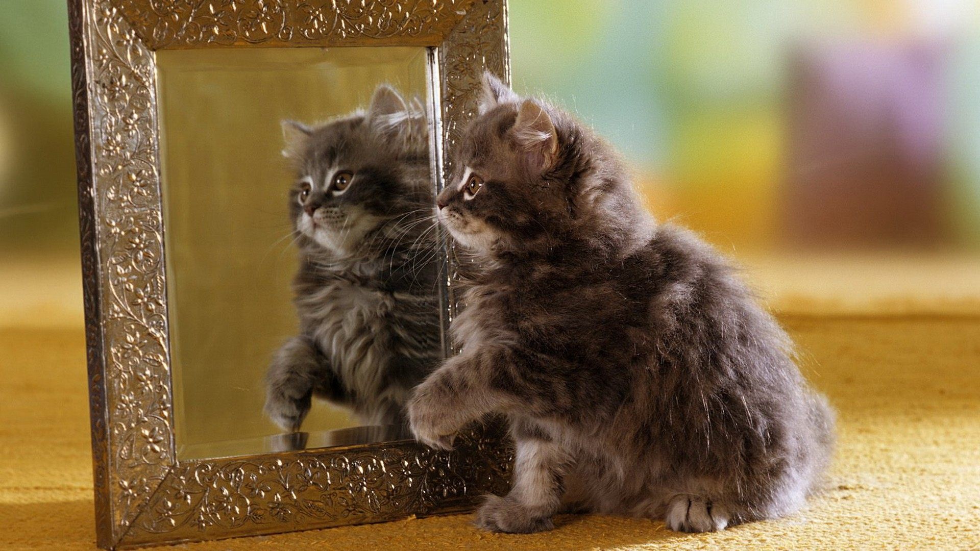 Котенок, зеркало, отражение, пушистый обои, картинки, фото