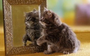 Котенок, зеркало, отражение, пушистый