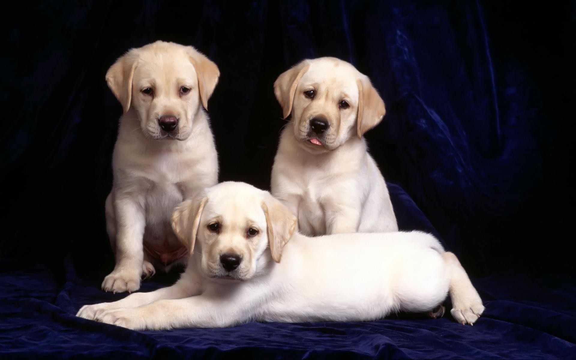 Лабрадор, щенки, трое, красивые, сессия, собаки обои, картинки, фото