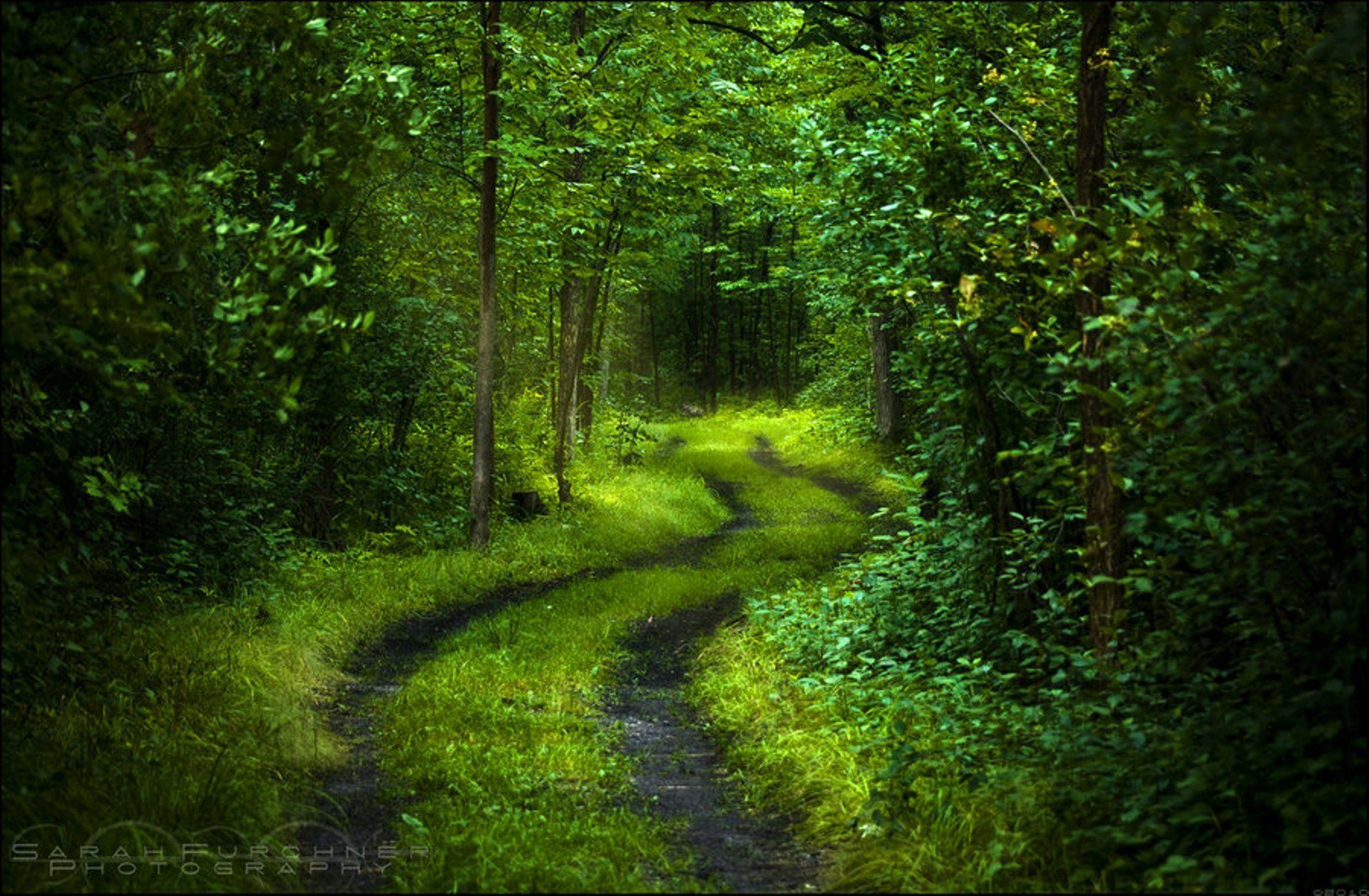 Лес, деревья, дорога, свежесть, свет, листва, зеленый, таинственный, спокойствие, природа, обои, картинки, фото