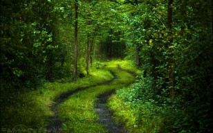 Лес, деревья, дорога, свежесть, свет, листва, зеленый, таинственный, спокойствие, природа,