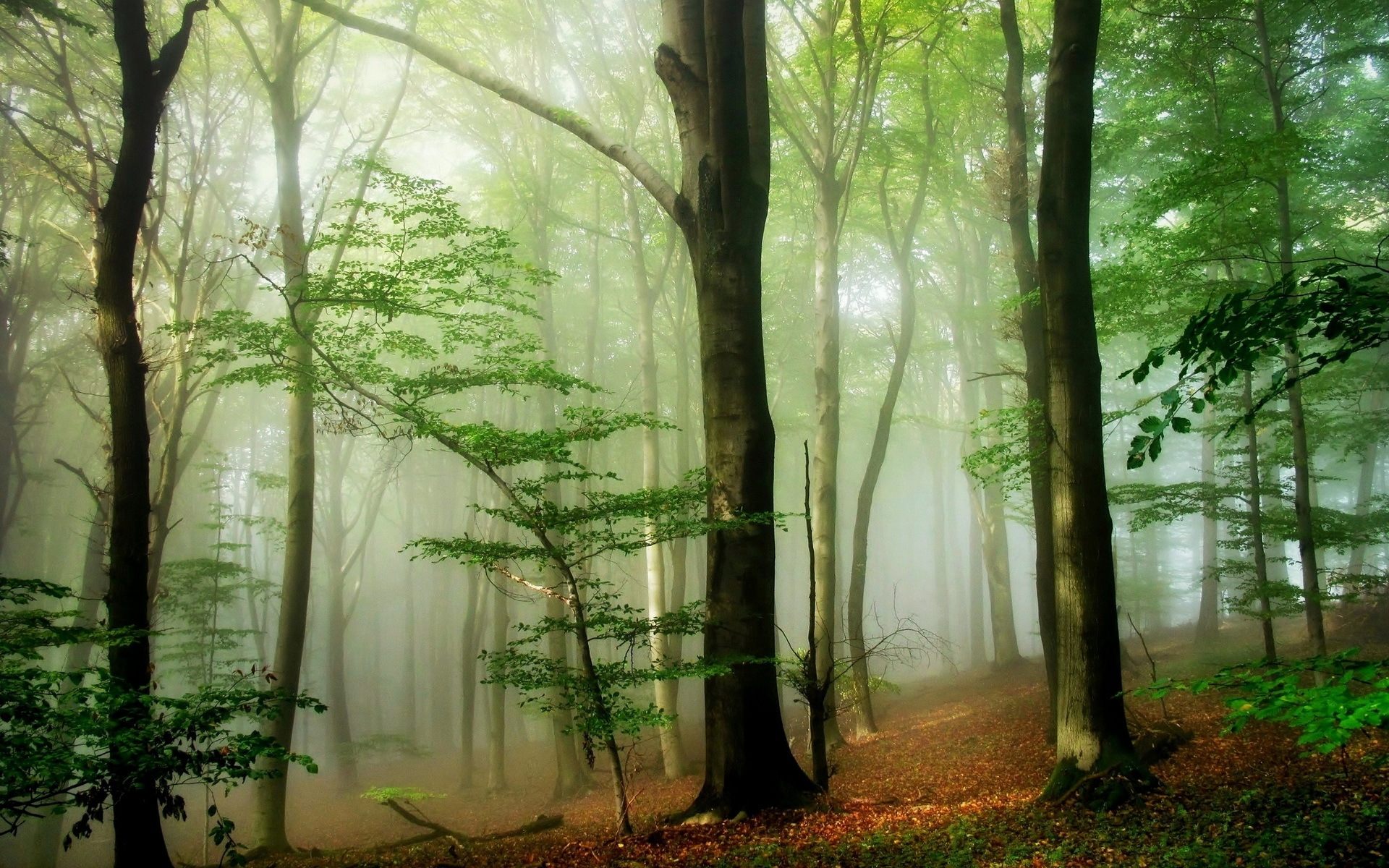 Лес, деревья, туман, природа обои, картинки, фото