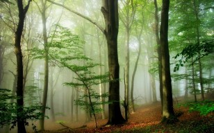 Лес, деревья, туман, природа