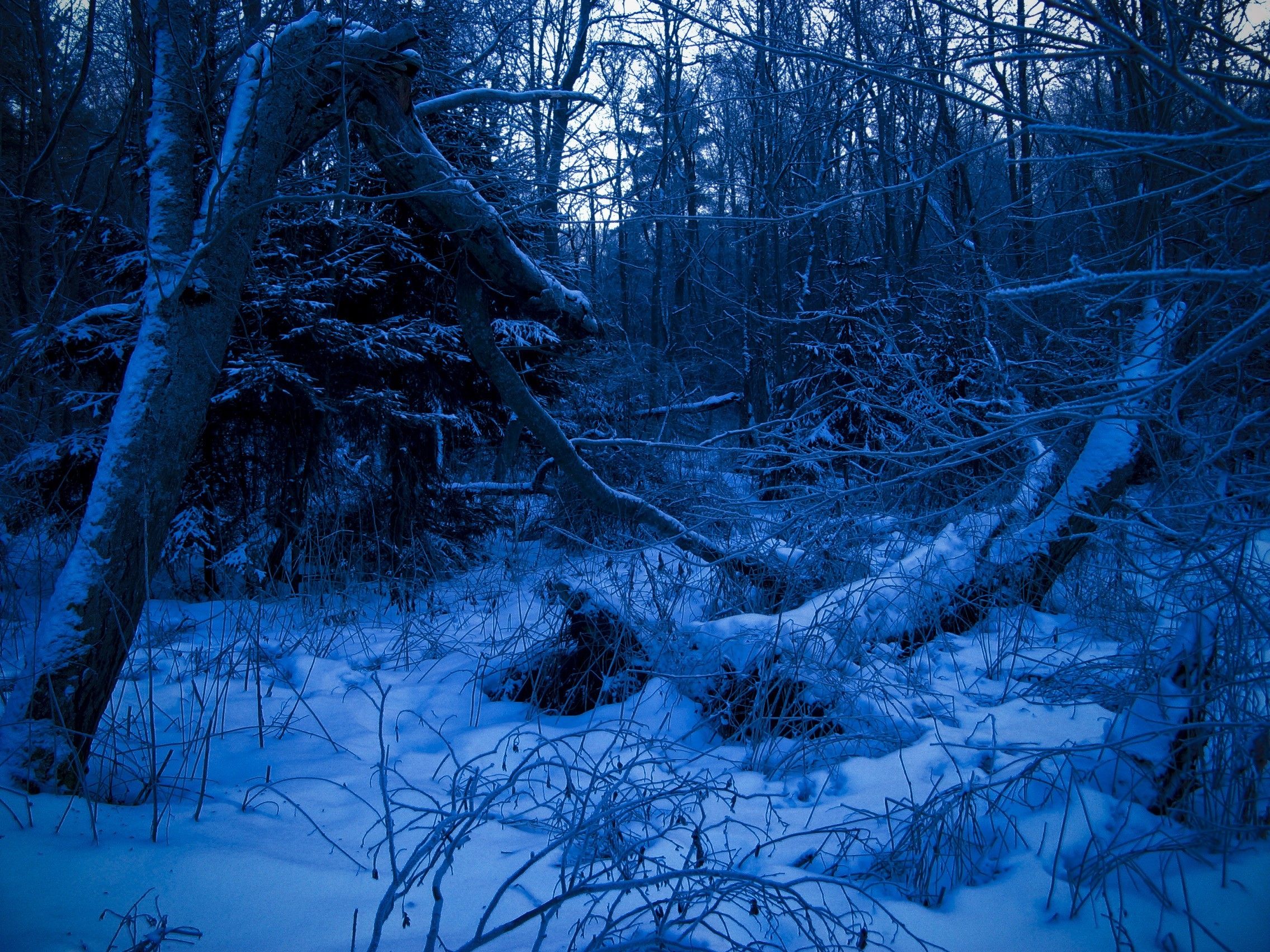 Лес, сумерки, вечер, деревья, снег обои, картинки, фото