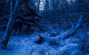 Лес, сумерки, вечер, деревья, снег