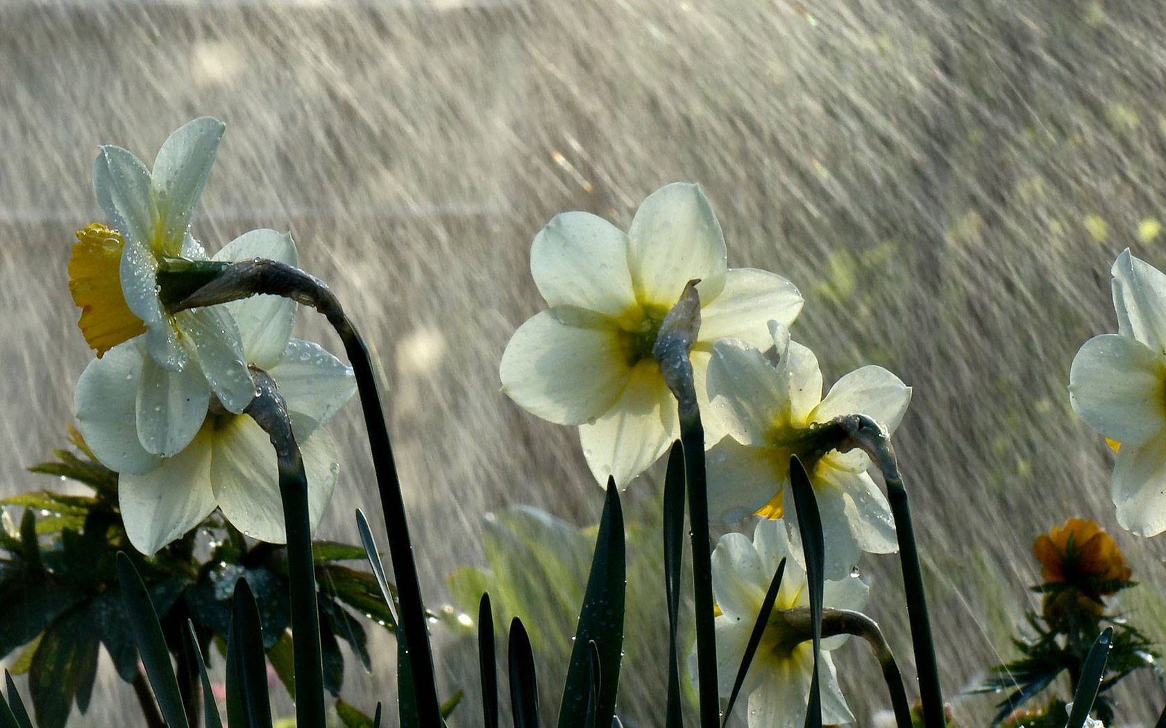 Лето, белые, цветы, макро, капли, дождь обои, картинки, фото