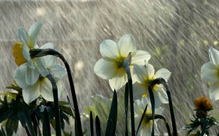 Лето, белые, цветы, макро, капли, дождь