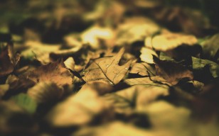 Листья, листва, осень, кленовый обои
