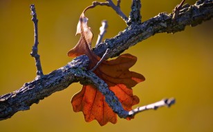 Листья, осень, макро обои