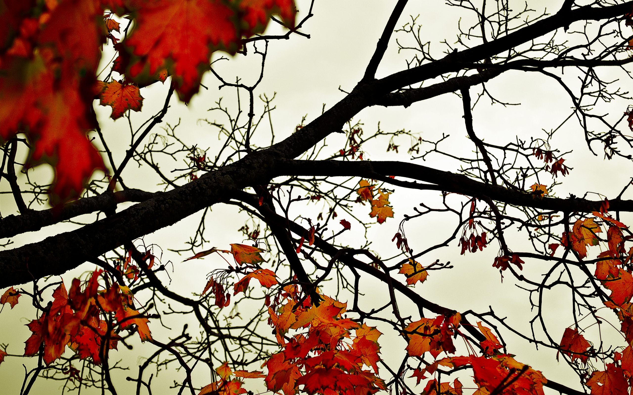 Листья, ветки, осень обои, картинки, фото