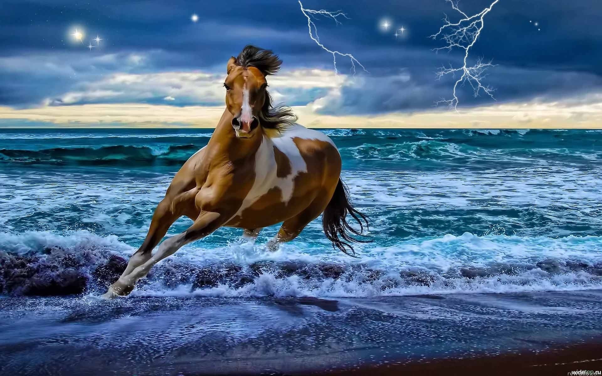 Лошадь, конь, молния, море обои, картинки, фото