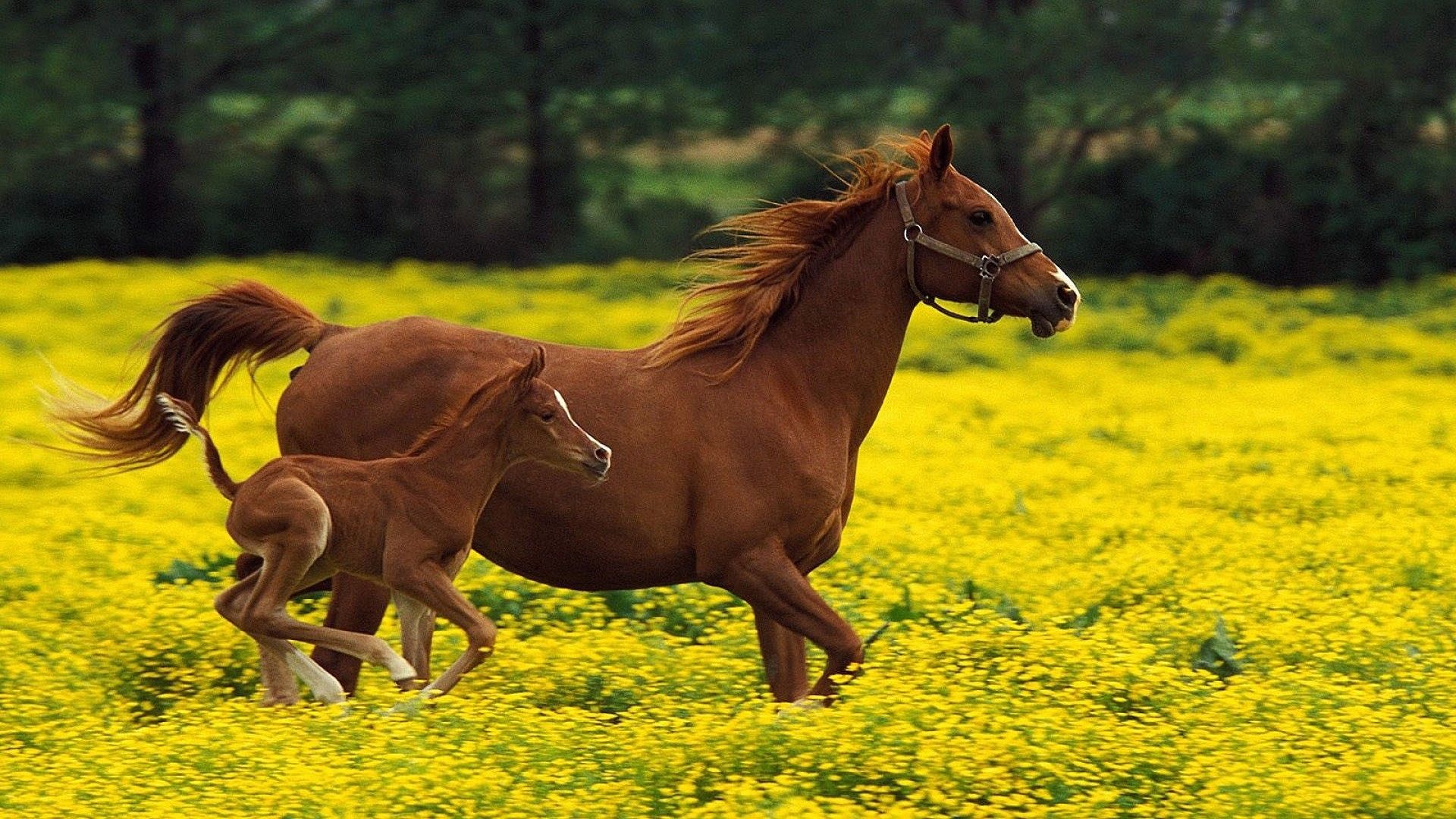 Лошадь, жеребец, семья, полет, трава, бег, прыжок обои, картинки, фото