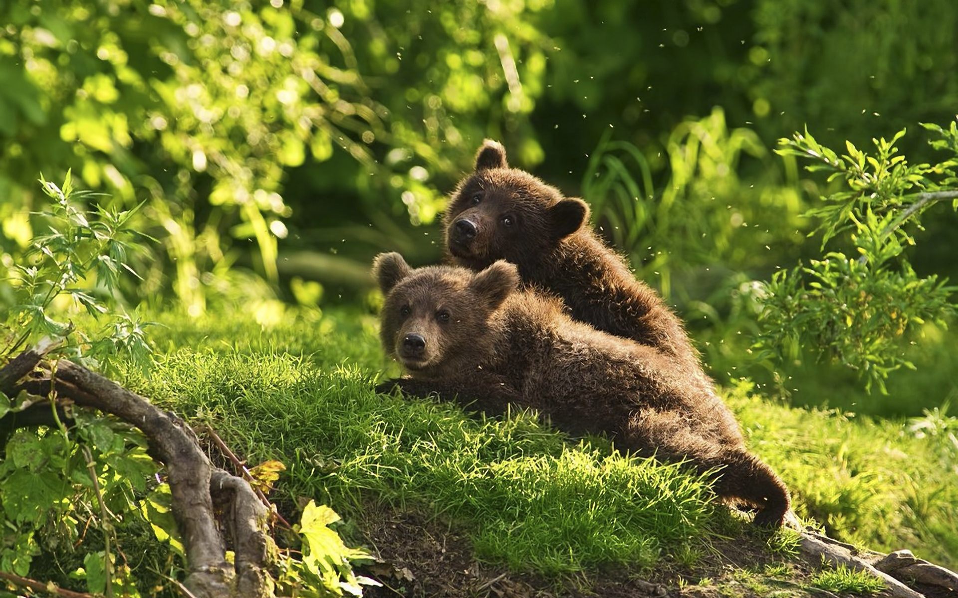 Медвежата в лесу обои, картинки, фото