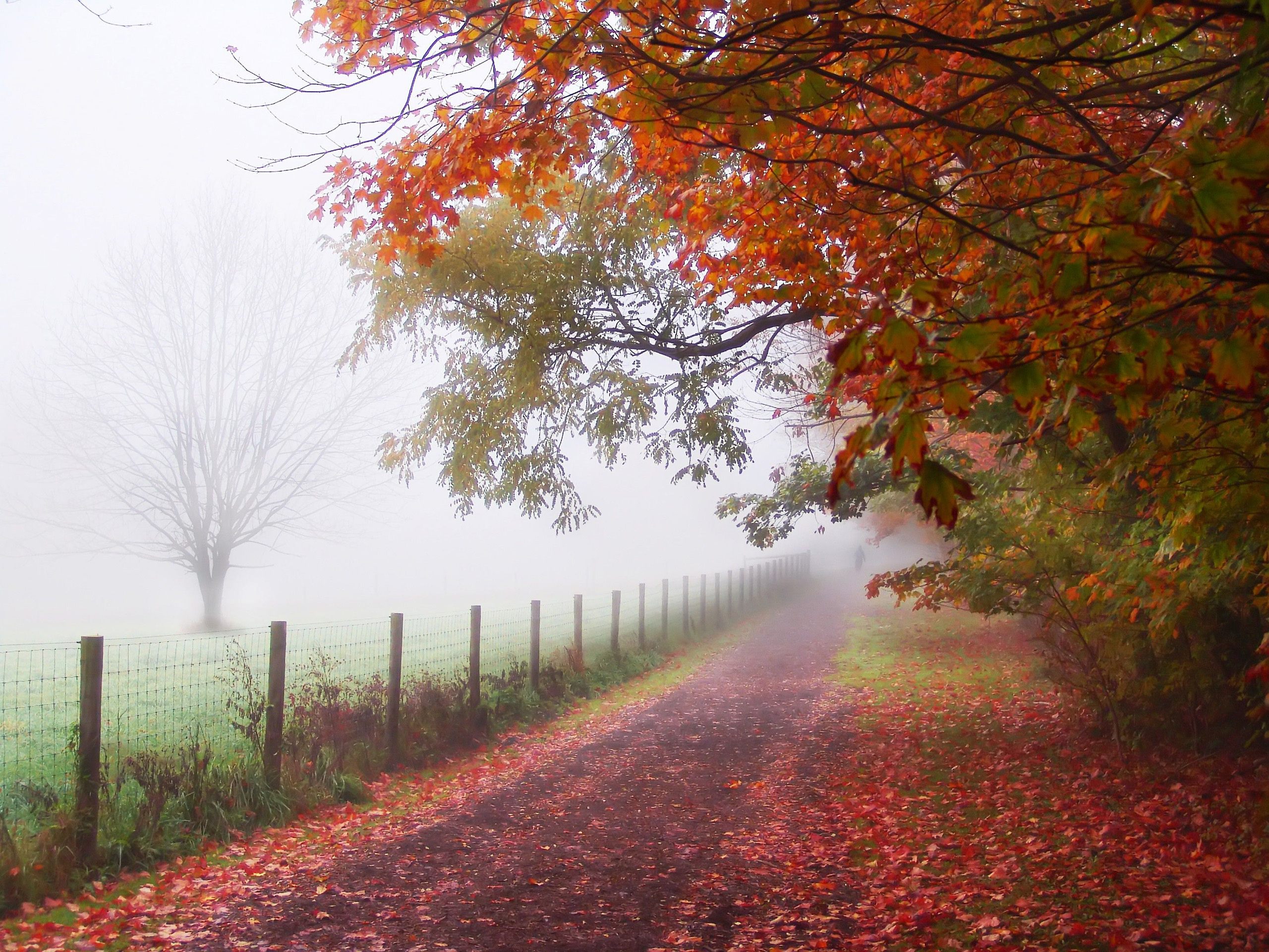 Осень, человек, парк, туман, забор, дорожка, тропинка, деревья, листья обои, картинки, фото