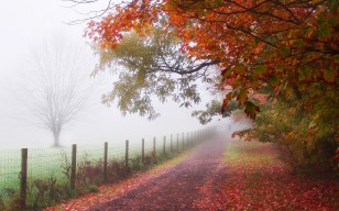 Осень, человек, парк, туман, забор, дорожка, тропинка, деревья, листья