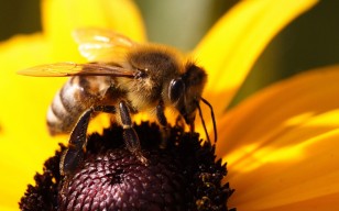 Пчела, цветок, опыление, пыльца, нектар обои