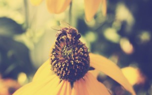 Пчела, лепестки, свет, фон обои