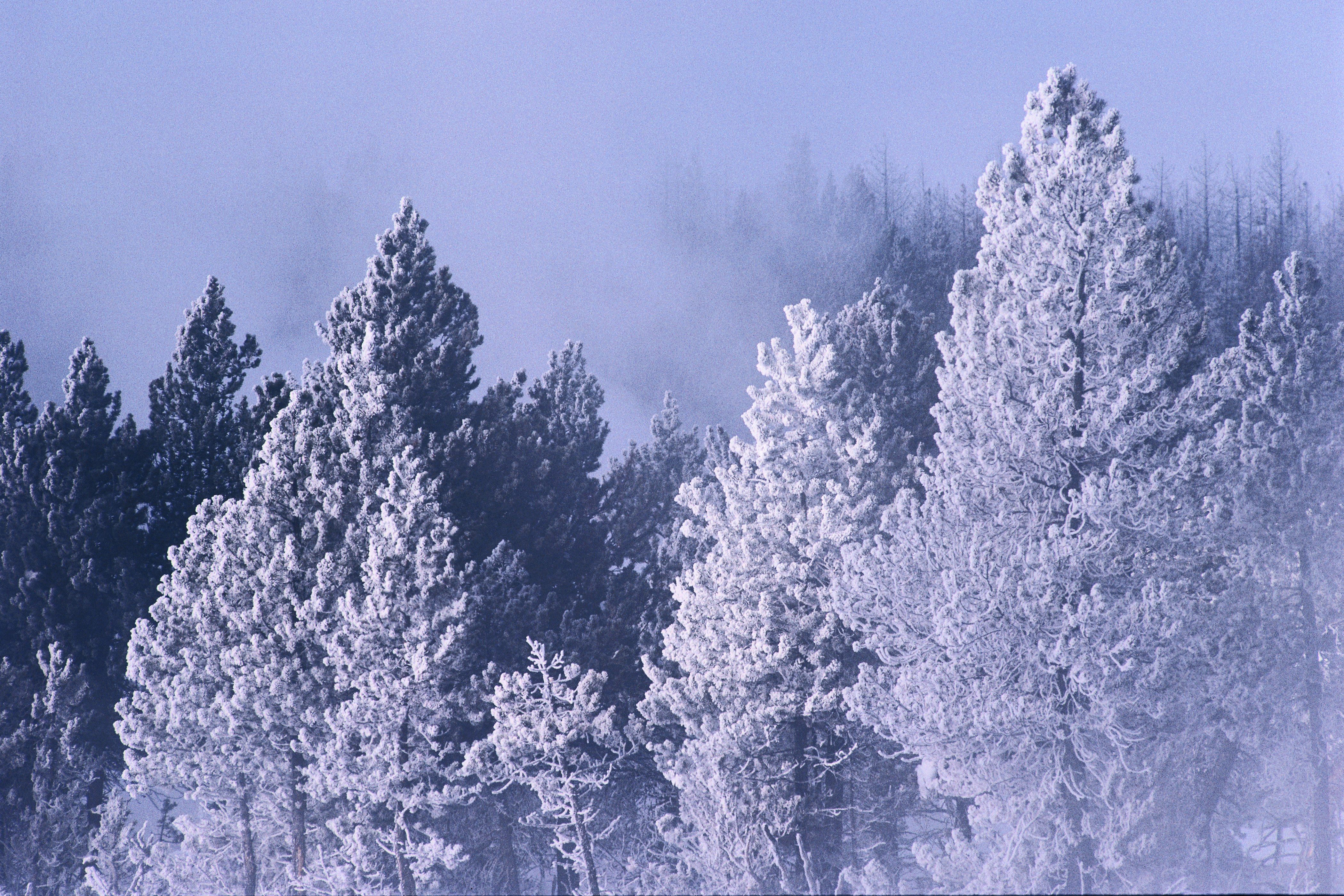 Пейзаж, природа, дерево, ёлка, лес, красота, зима, снег обои, картинки, фото