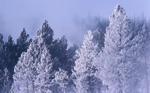 Пейзаж, природа, дерево, ёлка, лес, красота, зима, снег