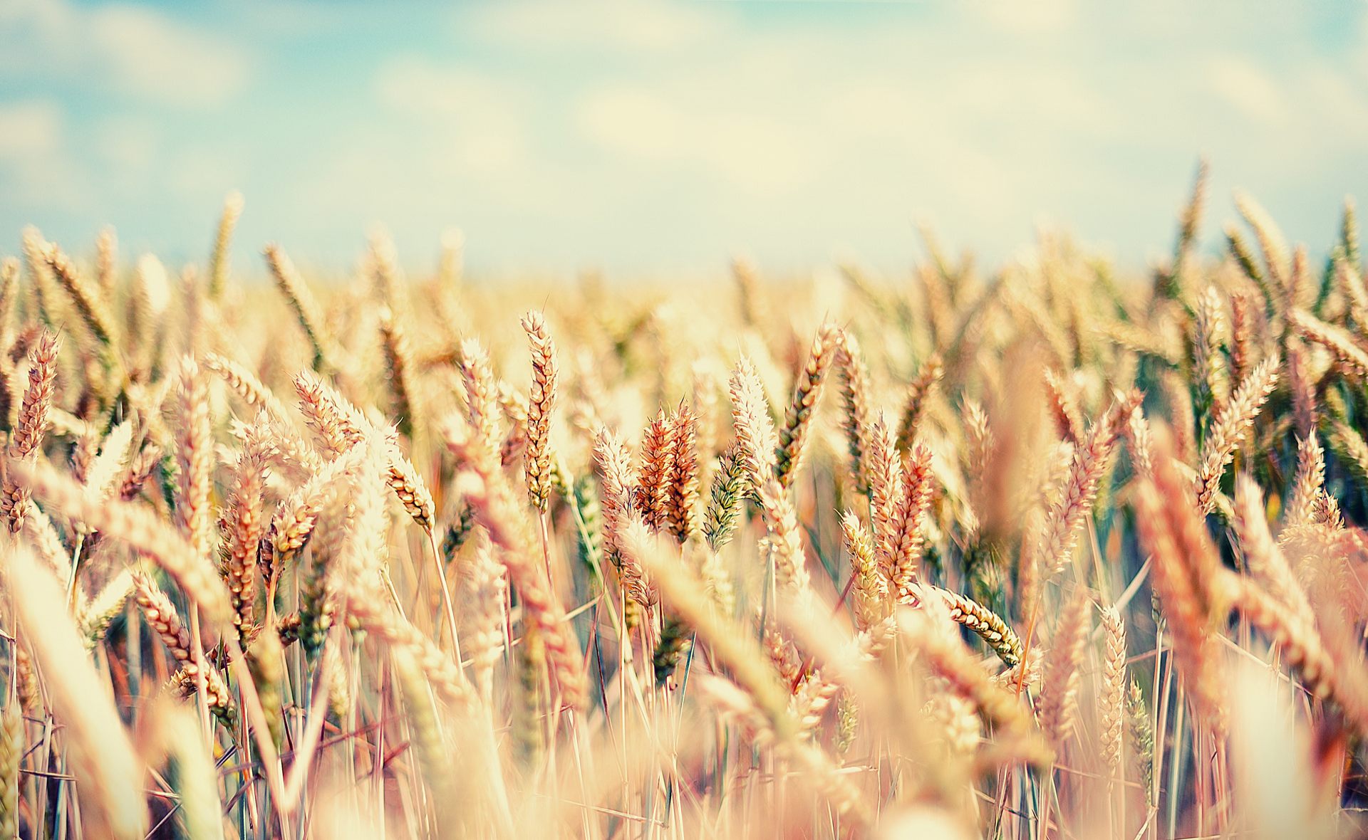 Поле, пшеница, злаки, gaia, лето, небо, ясно обои, картинки, фото