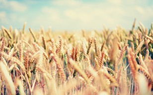Поле, пшеница, злаки, gaia, лето, небо, ясно обои