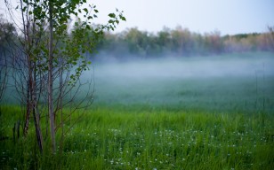 Поле, туман, природа