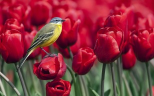 Птица, тюльпаны, цветы
