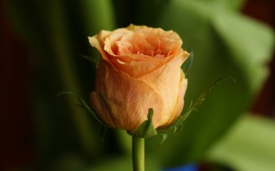 Роза, цветок, бутон, крупный план обои