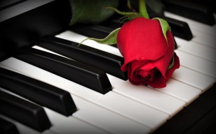 Розы, цветок, клавиши, пианино обои