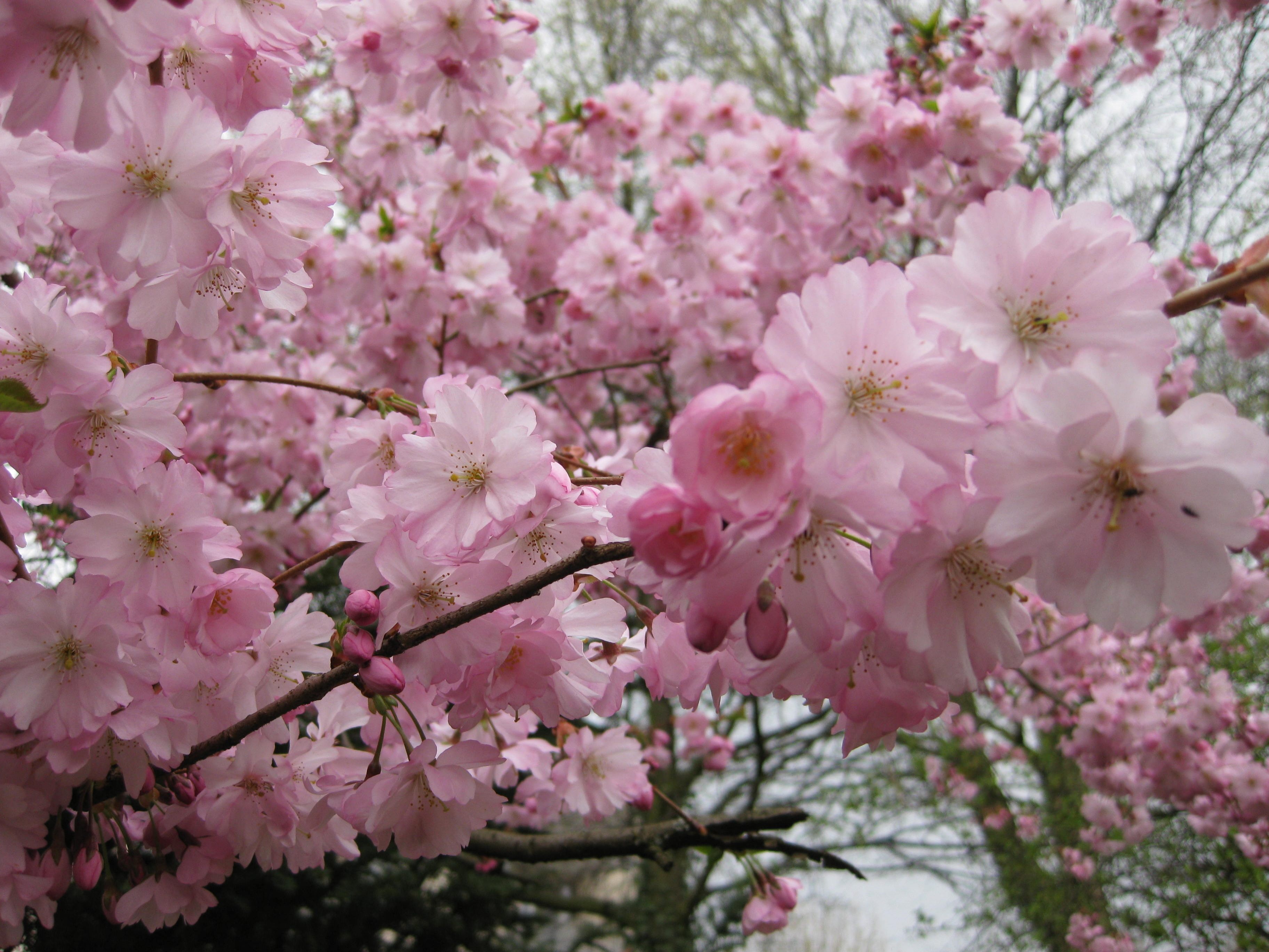 Сакура, япония, весна, цветы обои, картинки, фото