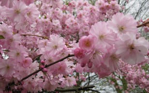 Сакура, япония, весна, цветы