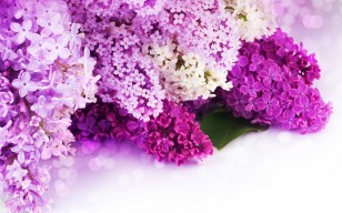 Сирень, цветы, лепестки, фиолетовые, белые, боке обои