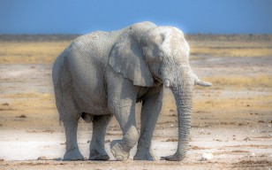 Слон, природа, Африка обои