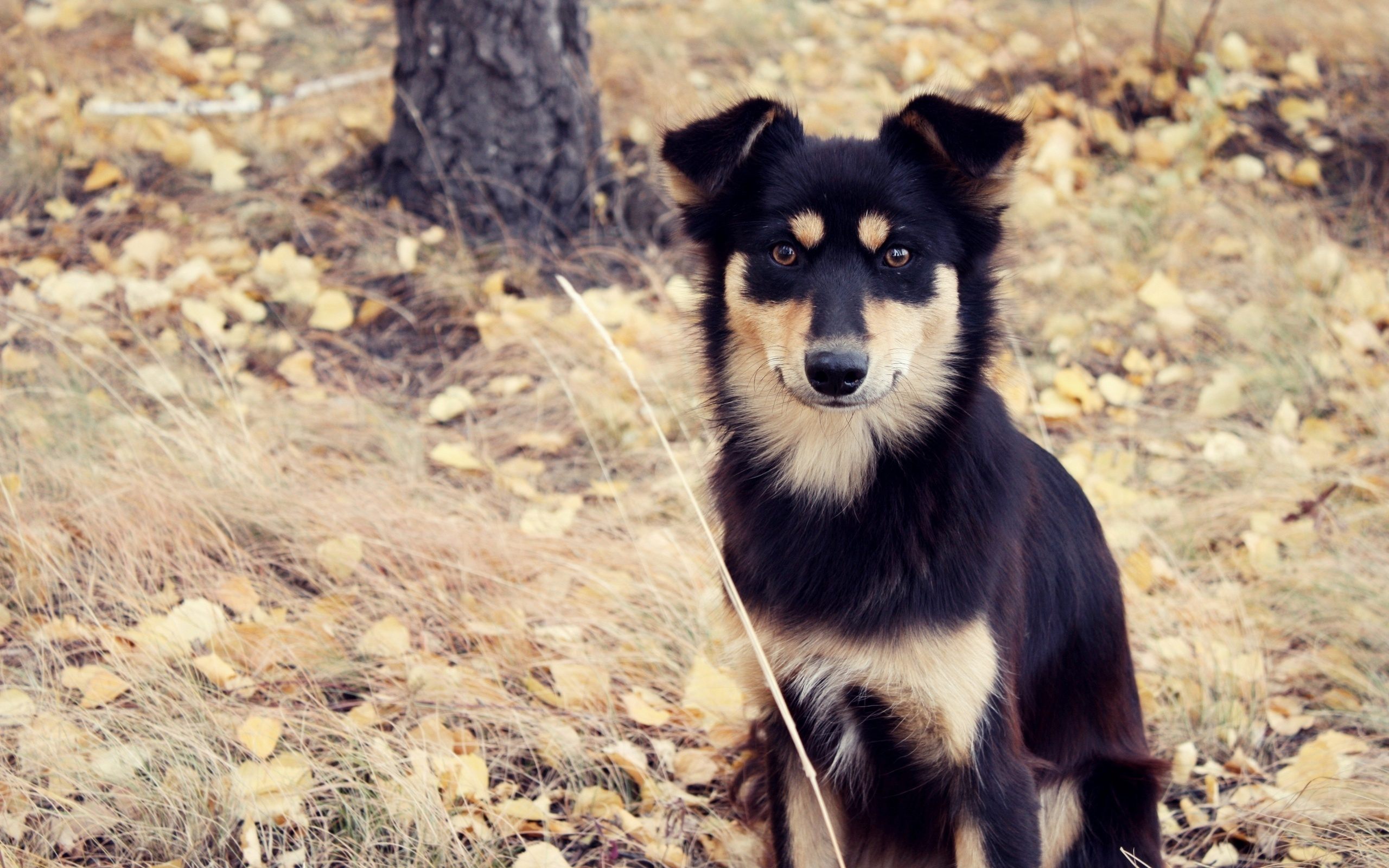 Собака, пес, собачка, дворняга, взгляд, осень, листья, дерево, трава обои, картинки, фото