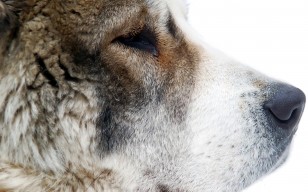 Среднеазиатская овчарка, морда, шерсть, нос, Собака обои