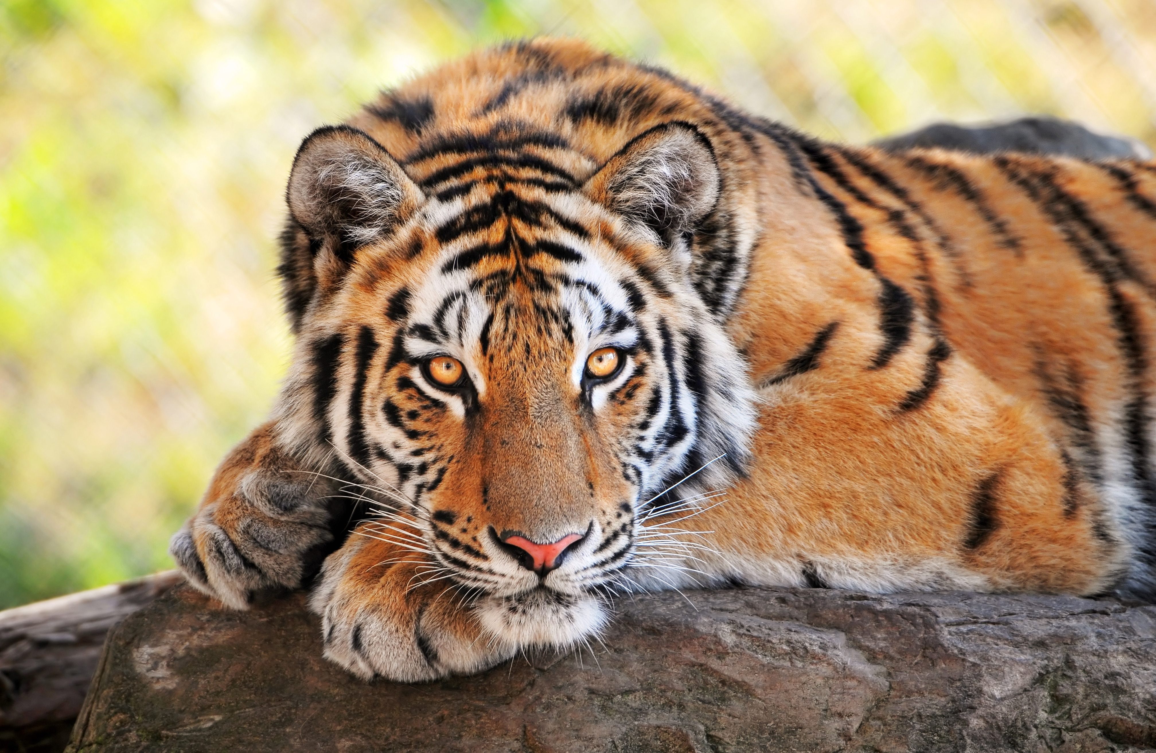Тигр, камень, лежать, большая кошка, хищник обои, картинки, фото